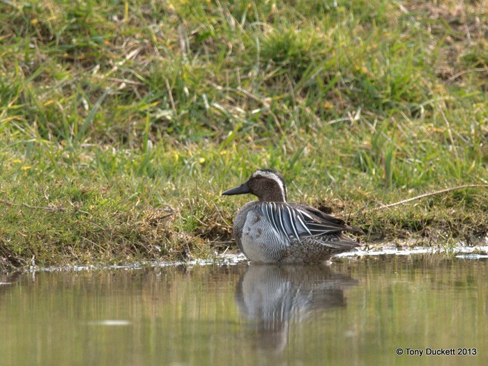 Garganey