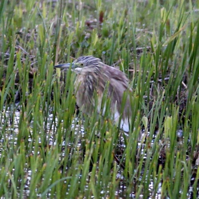 Squacco Heron