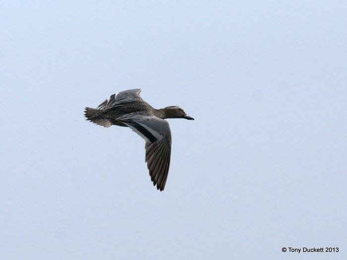Garganey