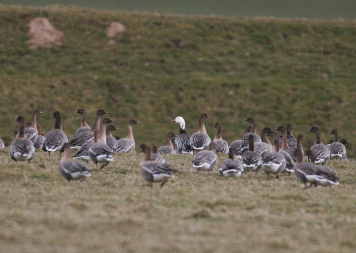 Snow Goose