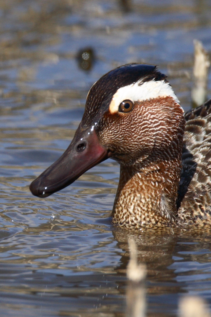 Garganey
