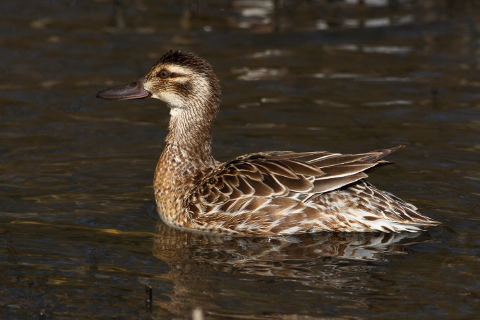 Garganey