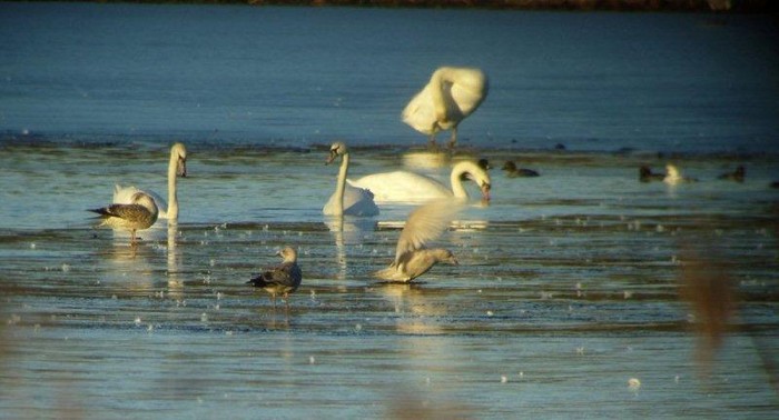 Iceland Gull