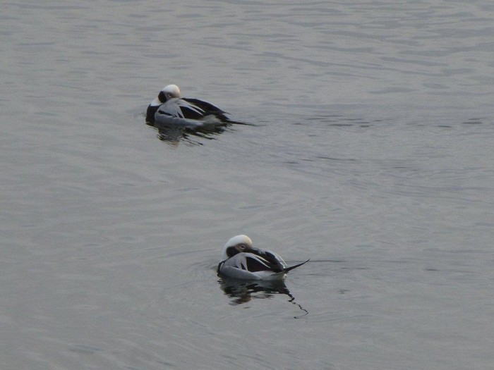 Long-tailed Duck