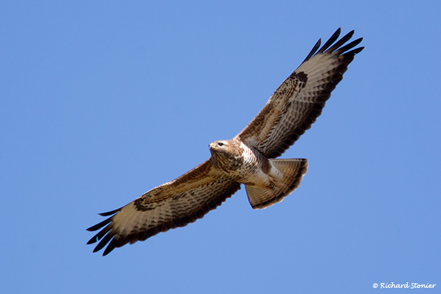 Buzzard