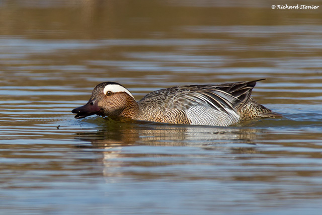 Garganey