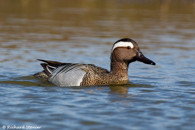 Garganey