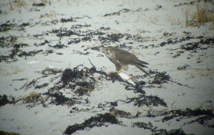 Merlin