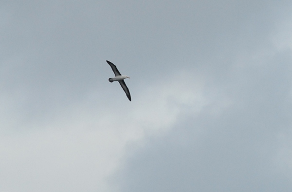 Black-browed Albatross