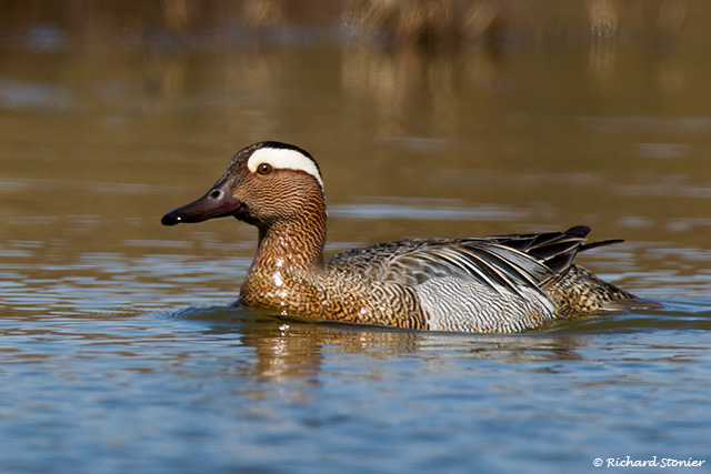 Garganey
