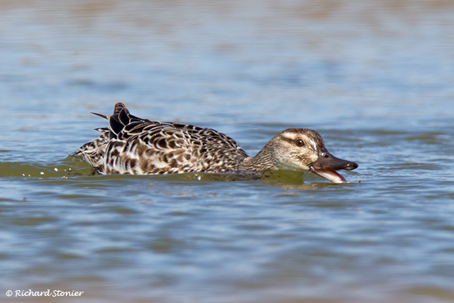 Garganey