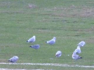 Laughing Gull