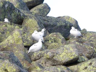 Ptarmigan