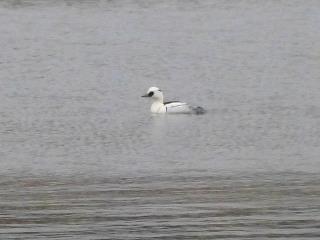 Smew