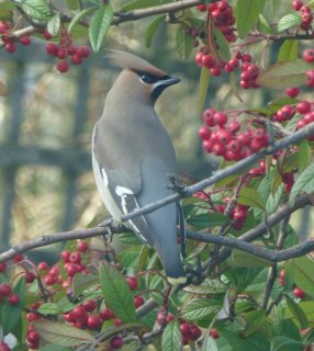 Waxwing