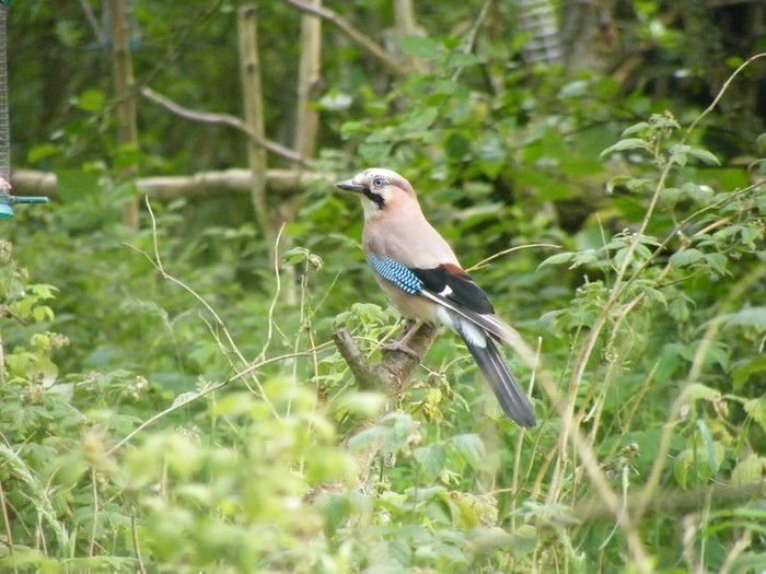 Jay