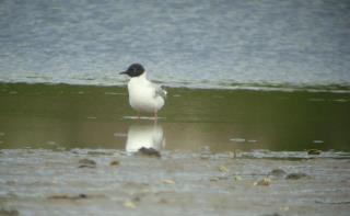 Bonaparte's Gull