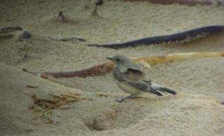 Desert Wheatear
