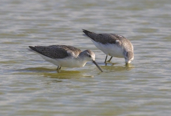 Marsh Sandpiper