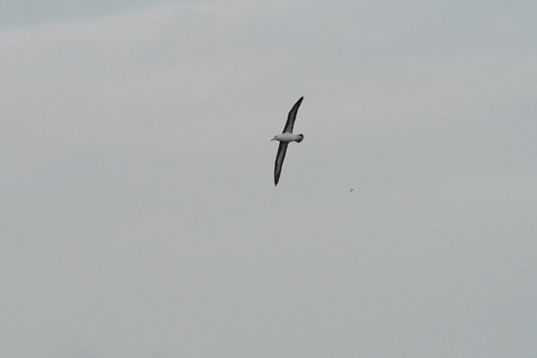 Black-browed Albatross
