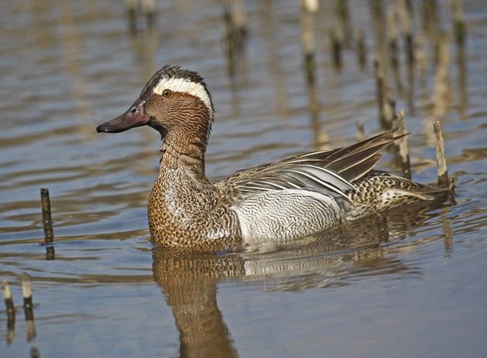 Garganey