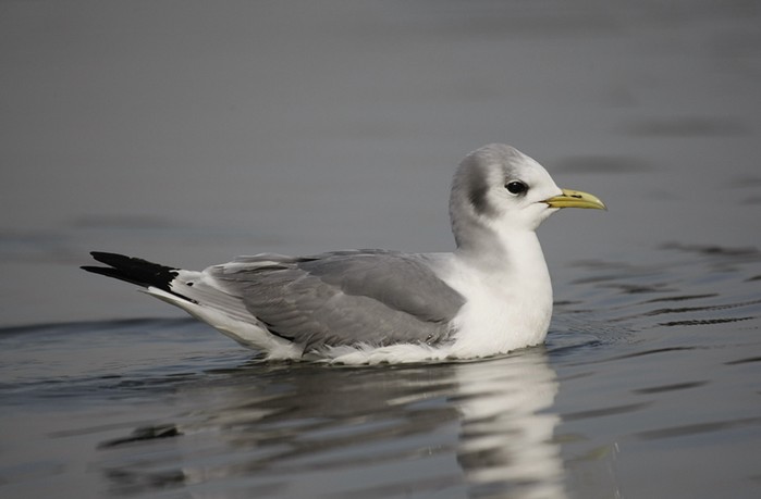 Kittiwake