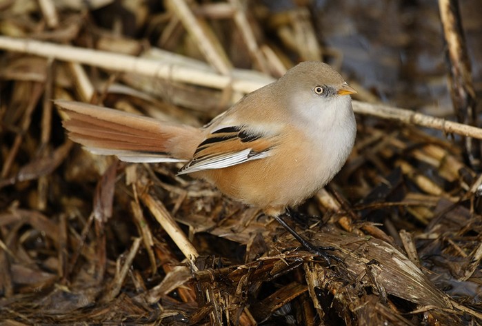 Bearded Tit
