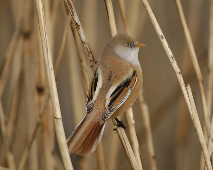 Bearded Tit