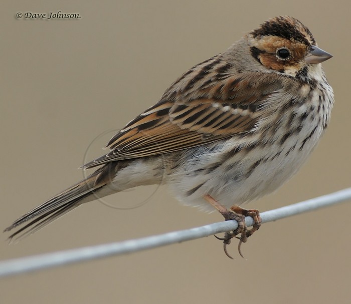 Little Bunting