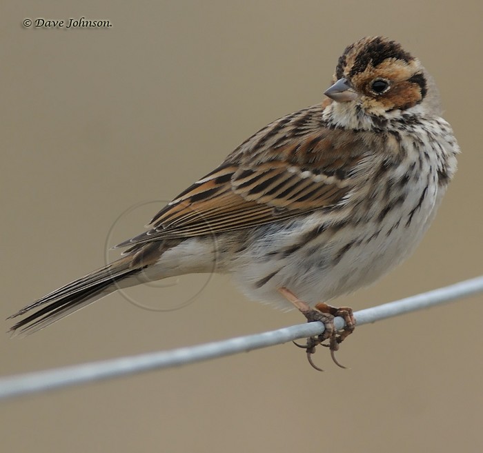 Little Bunting