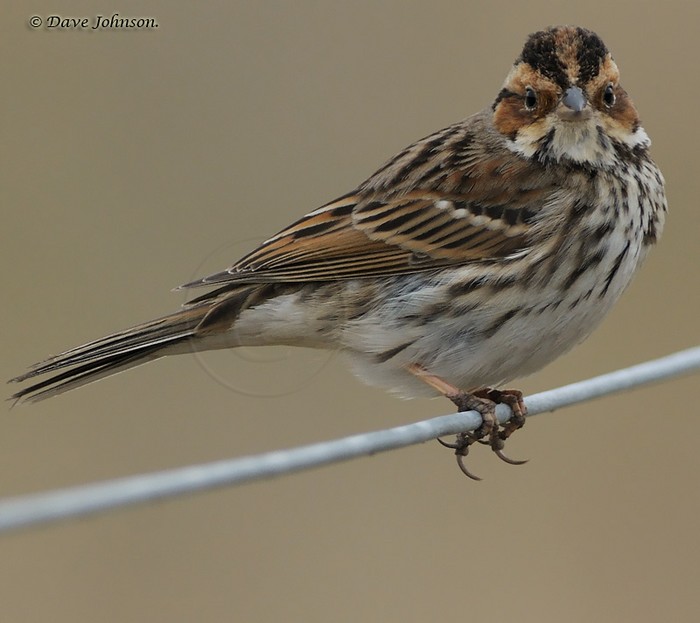 Little Bunting
