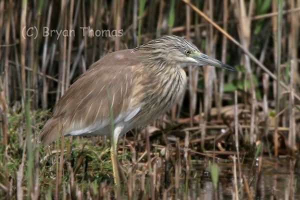 Squacco Heron