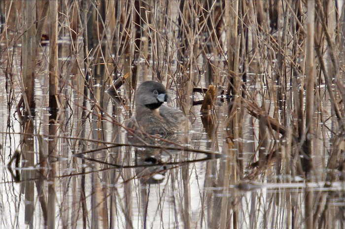Pied-billed Grebe