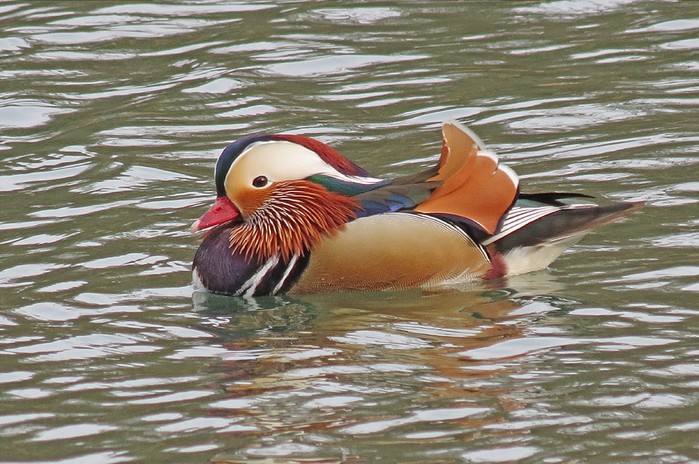 Mandarin