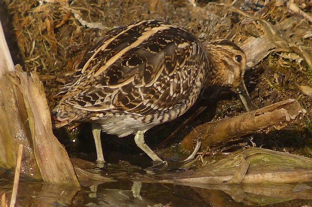 Snipe