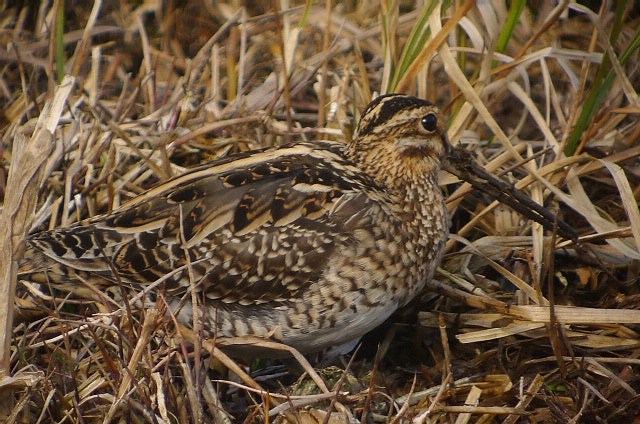 Snipe