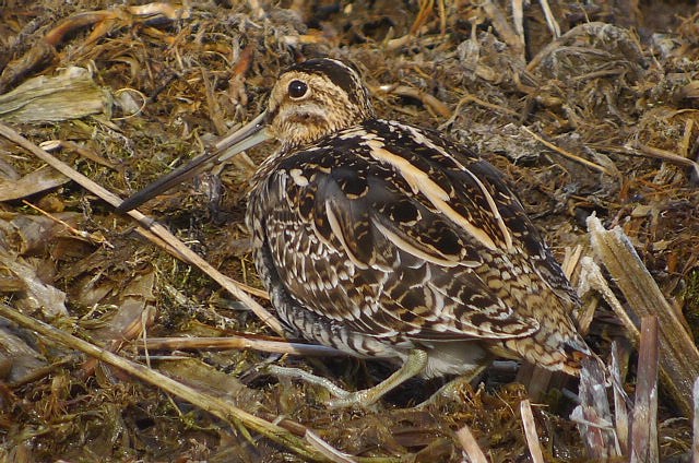 Snipe