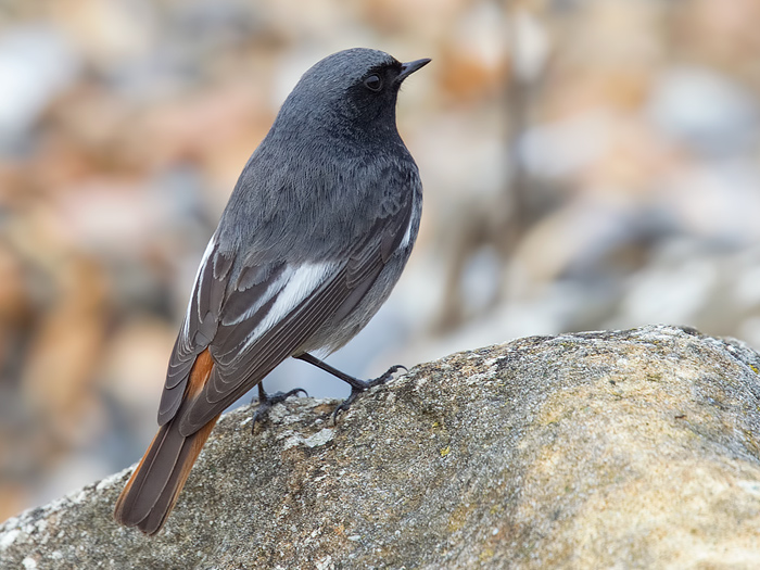 Black Redstart
