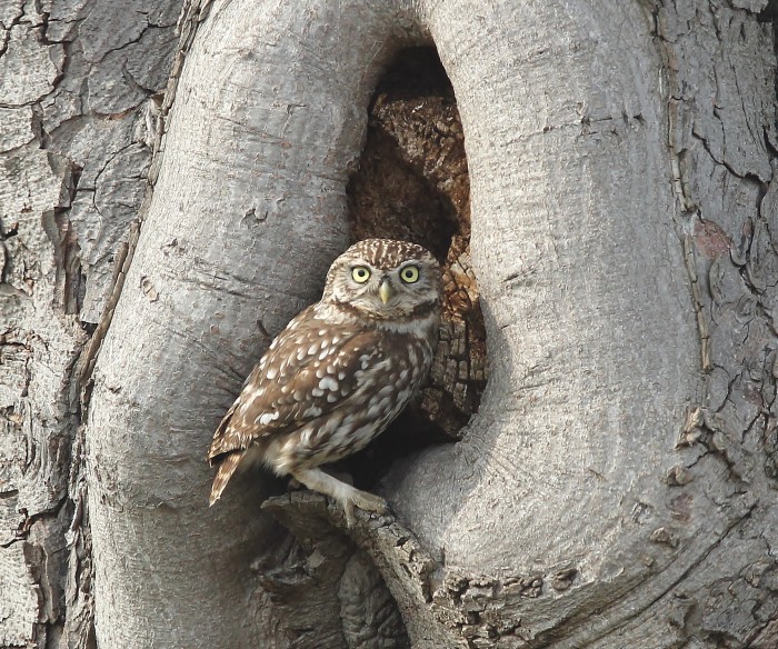 Little Owl
