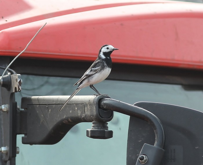 Pied Wagtail