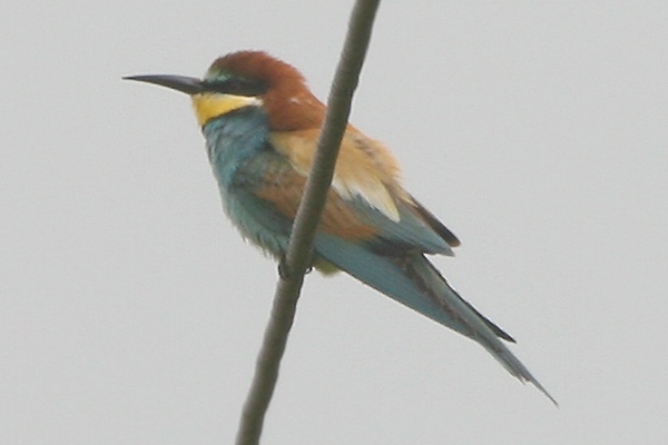 Bee-eater