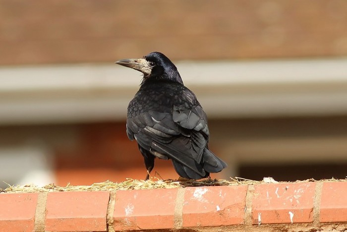 Rook