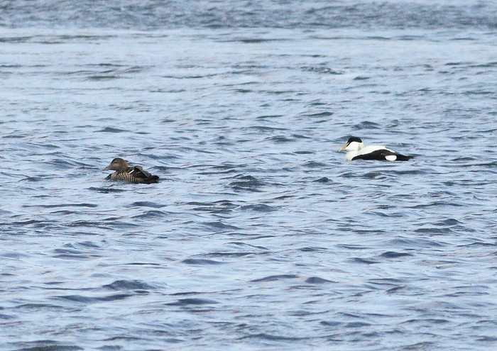 Northern Eider