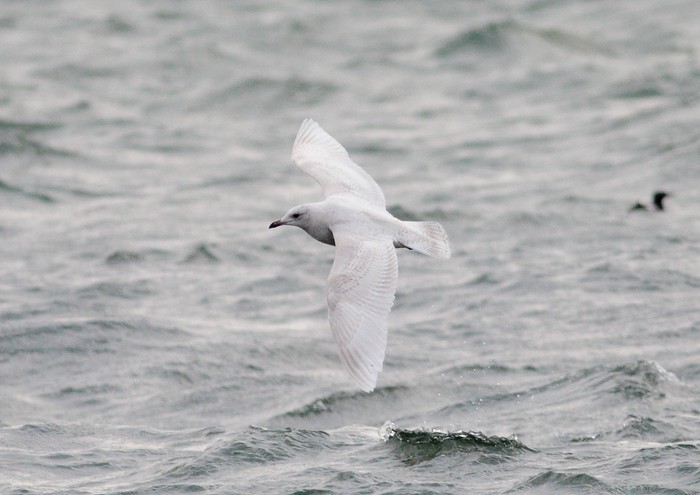 Kumlien's Gull