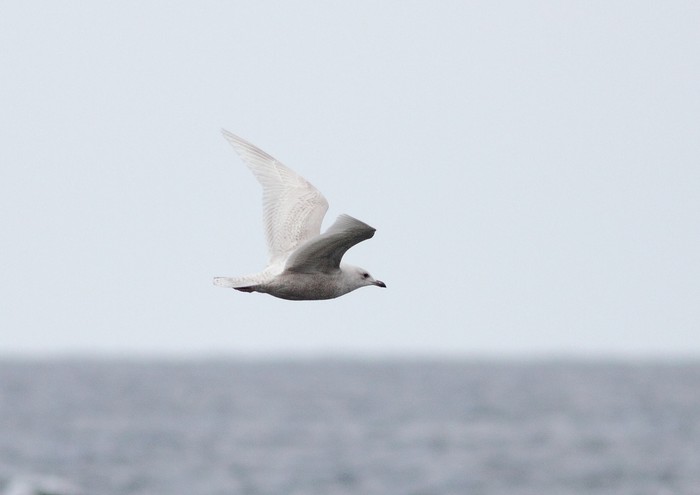 Kumlien's Gull