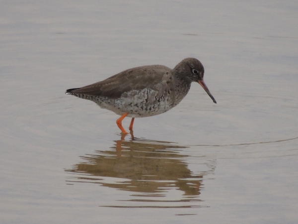 Redshank