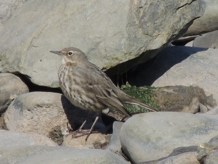 Rock Pipit