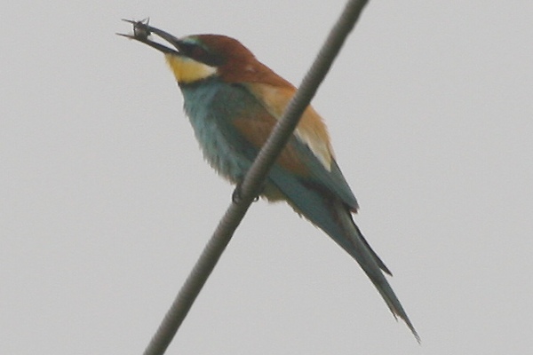 Bee-eater