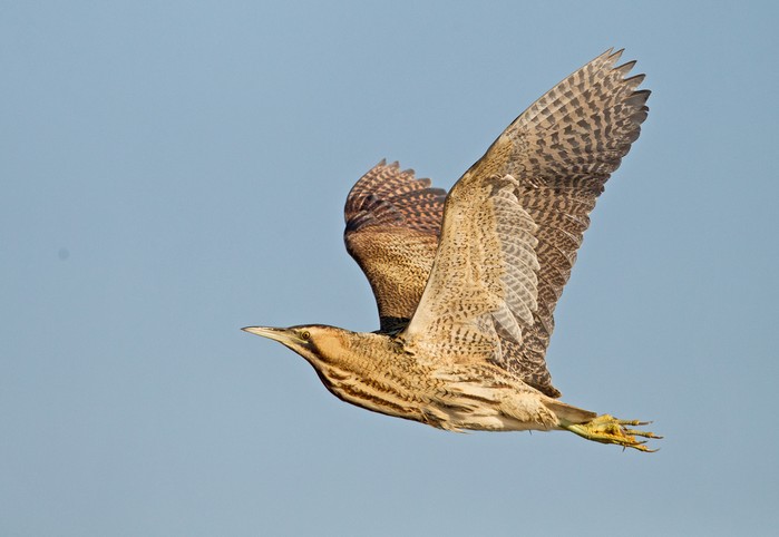 Bittern