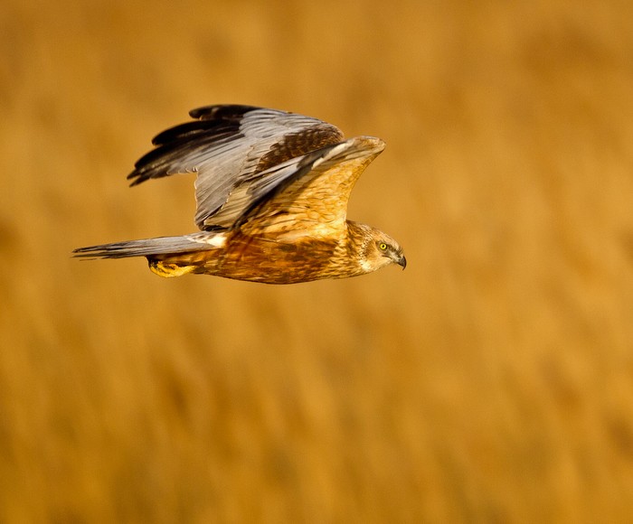 Marsh Harrier